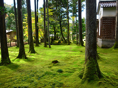 Hiyo Moss Garden