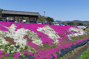 Moss phlox