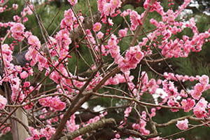 Plum Blossoms