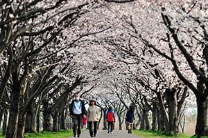 Cherry Blossoms