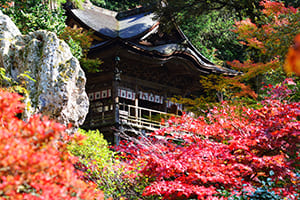 Fall Leaves