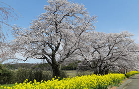 Ugawa Inishie Sakura