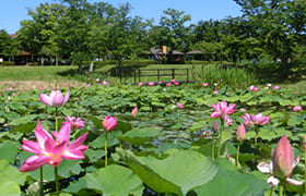 Lake Kiba Park