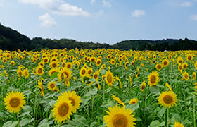 Seiryo Sunflowers