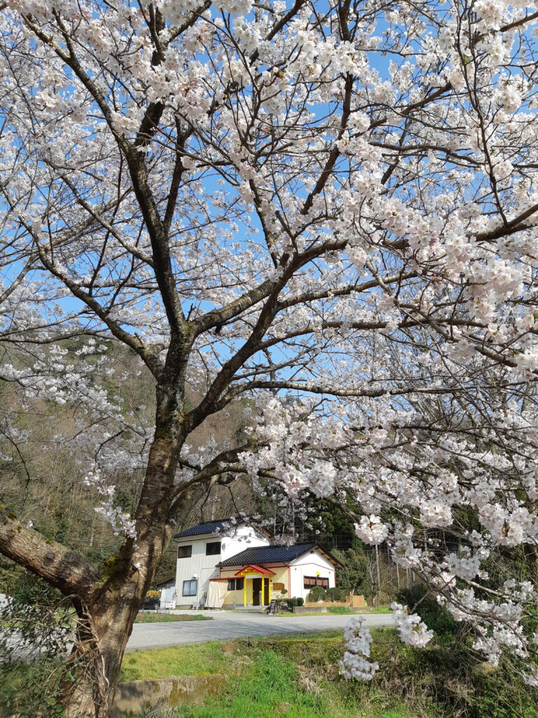 Hidamari Cafe Sakura