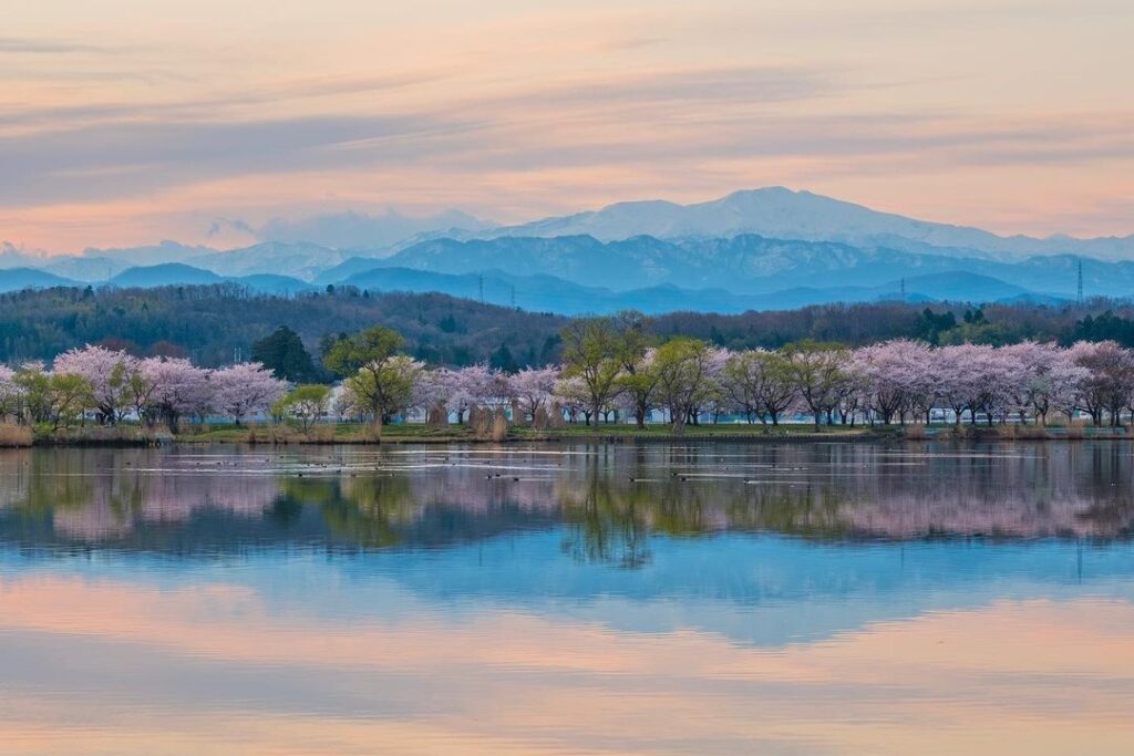 Sakura across Lake Kiba
