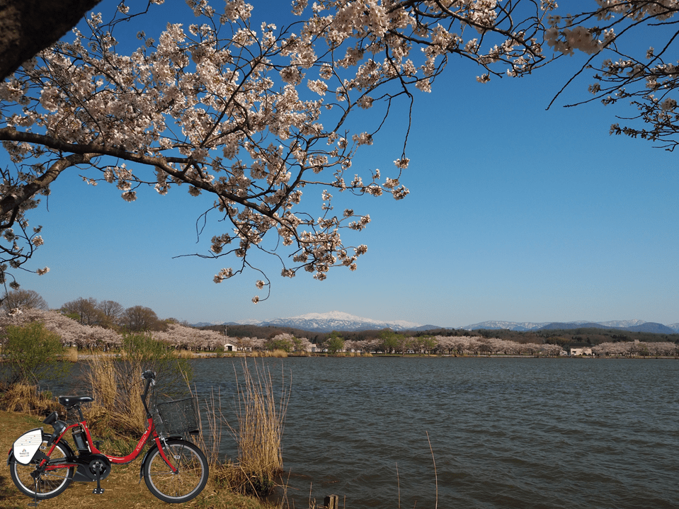 Lake Kiba Bike and Sakura