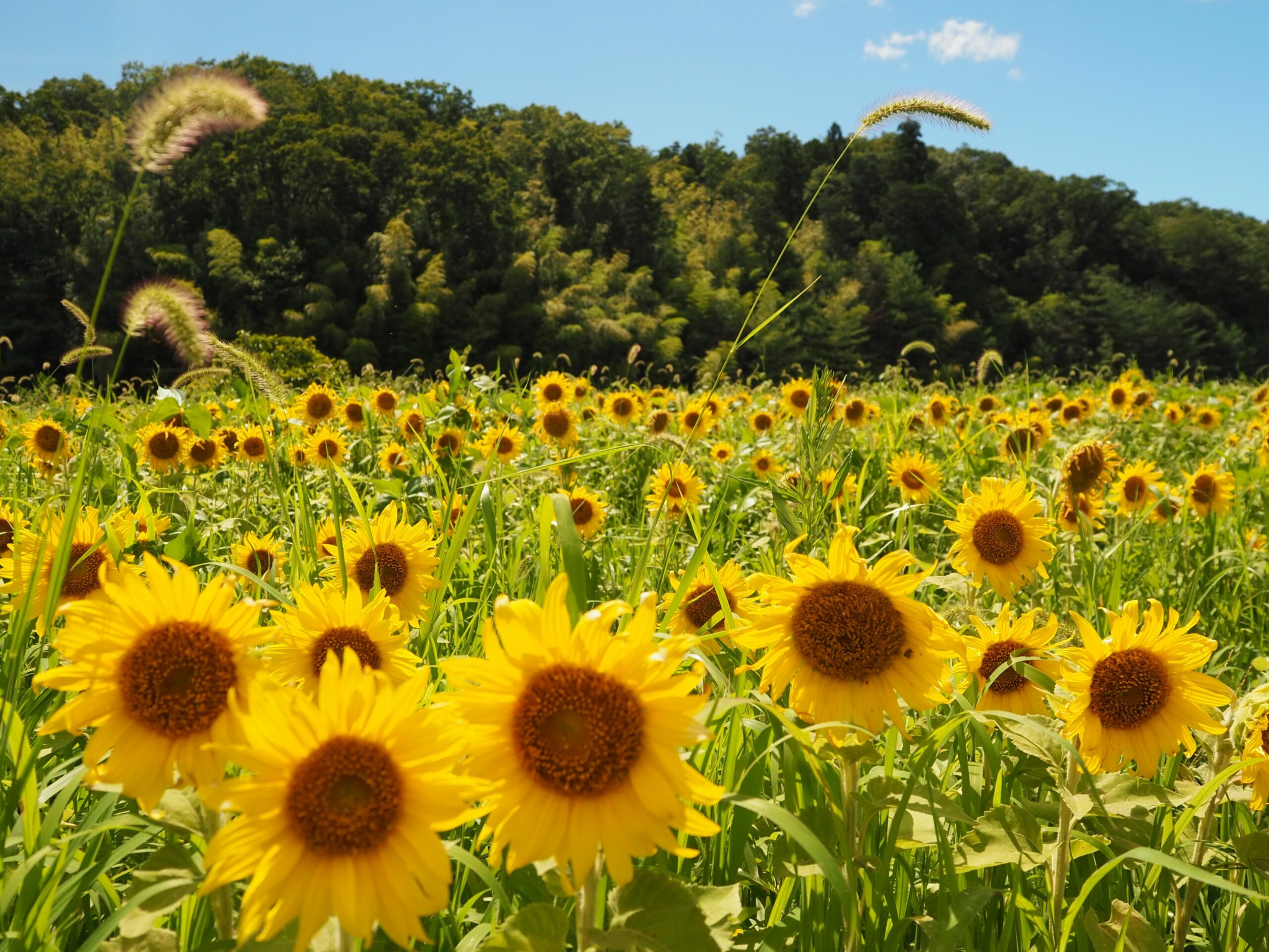 Seiryo Sunflowers