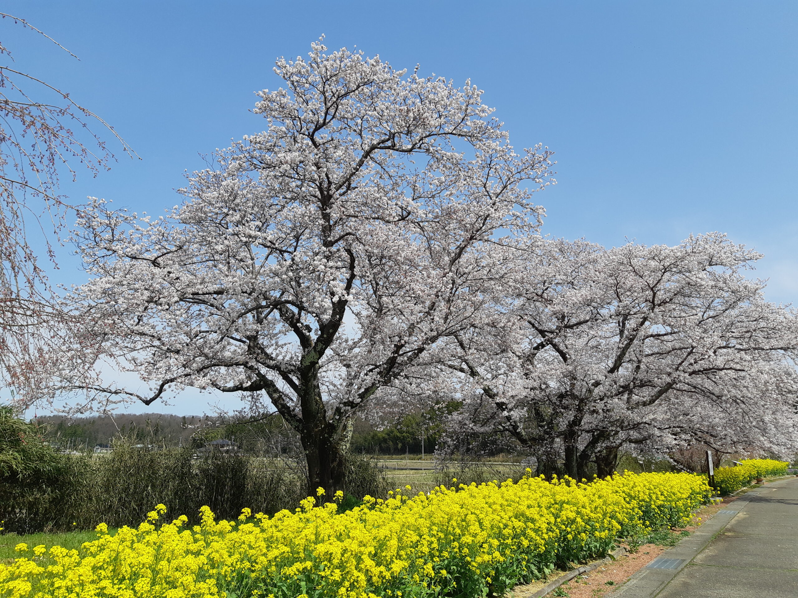 Ugawa Inishie Sakura