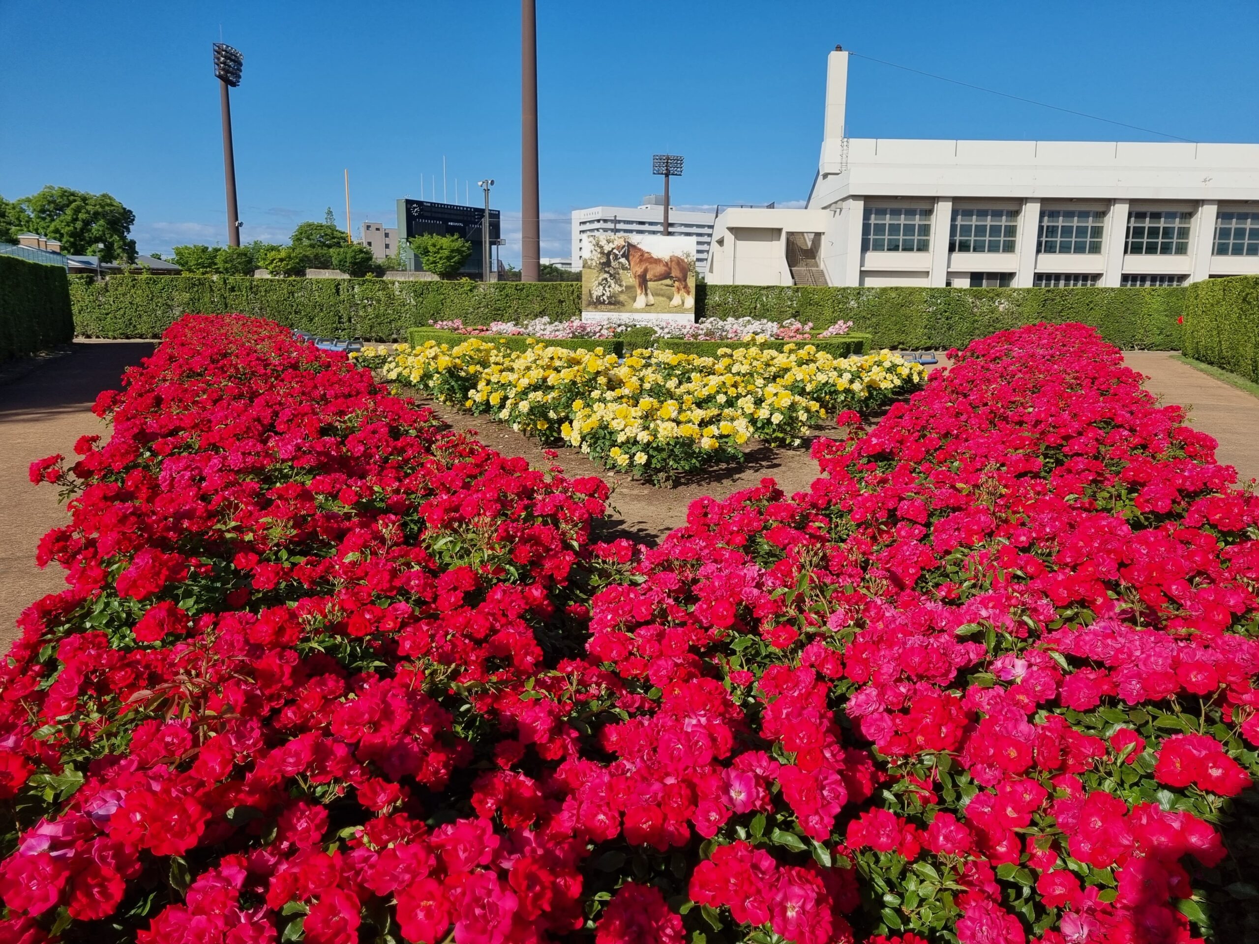 Friendship Rose Garden