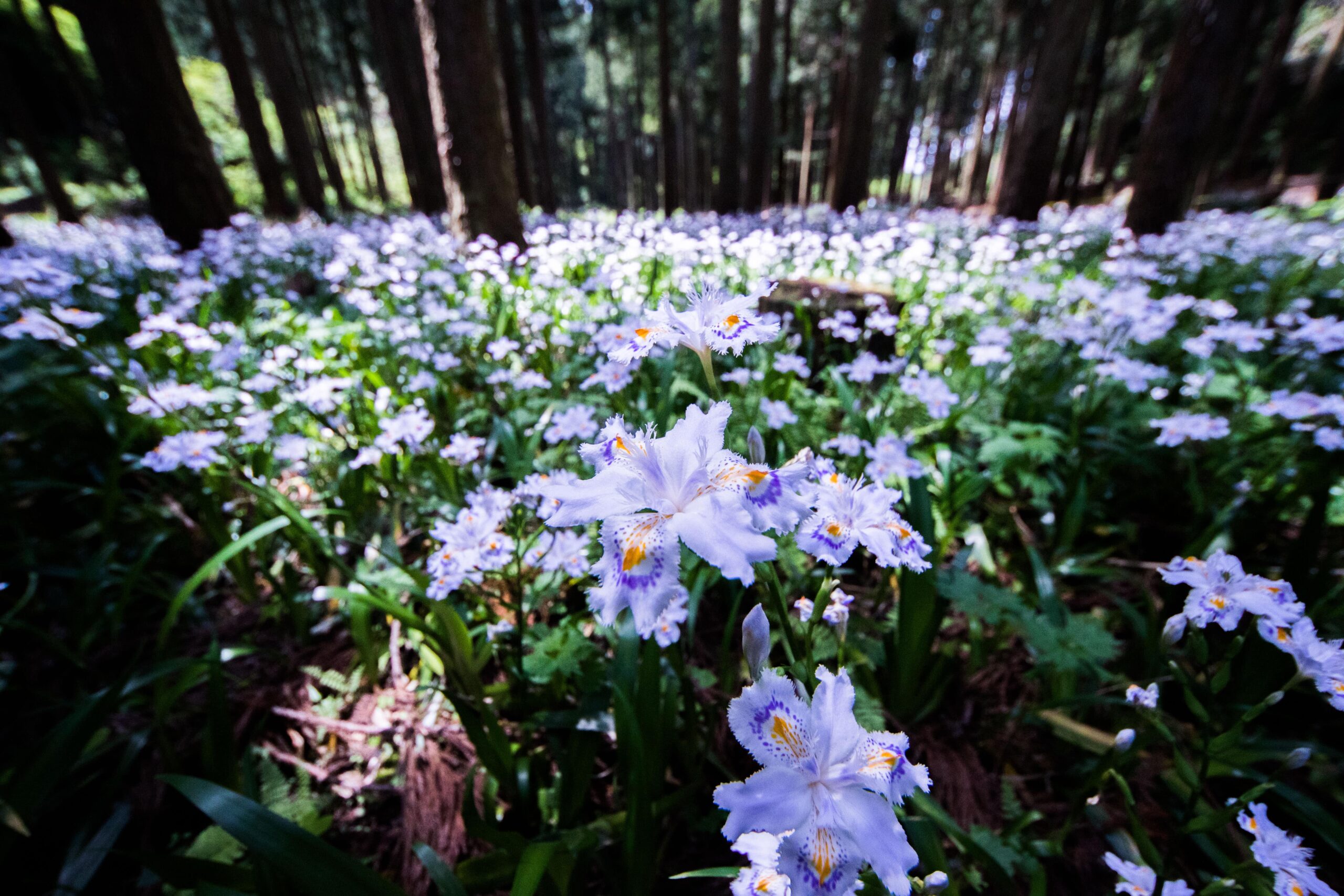 Yusenji Copper Mine Park