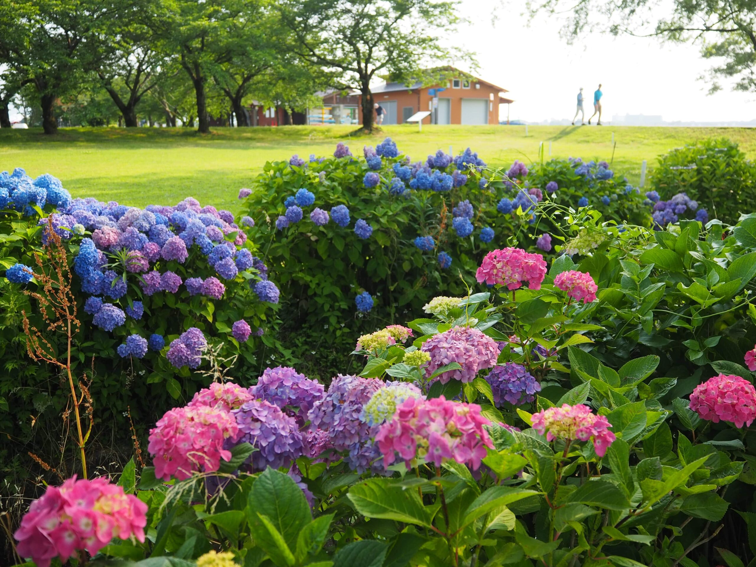 Lake Kiba Park